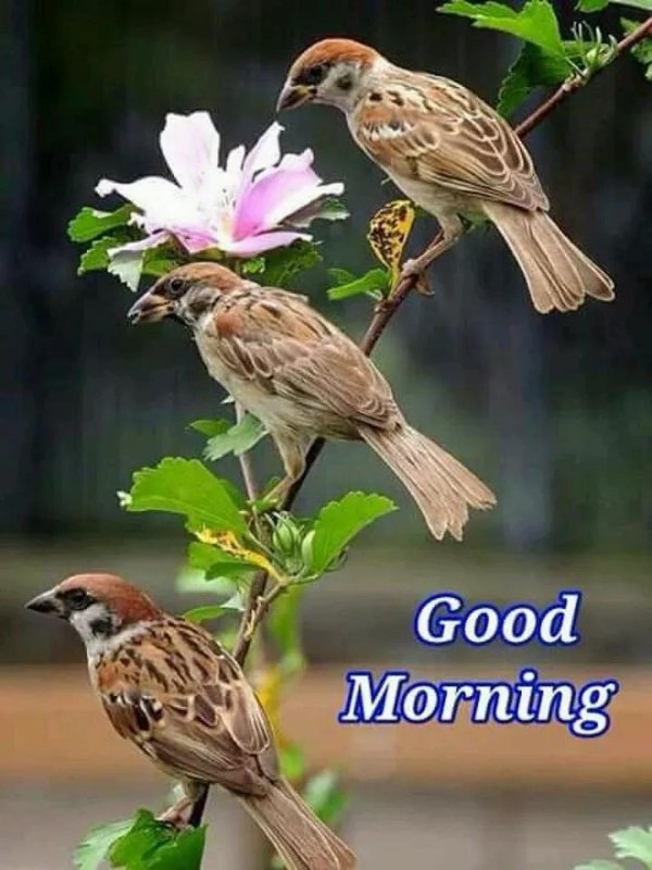 happy tuesday good morning