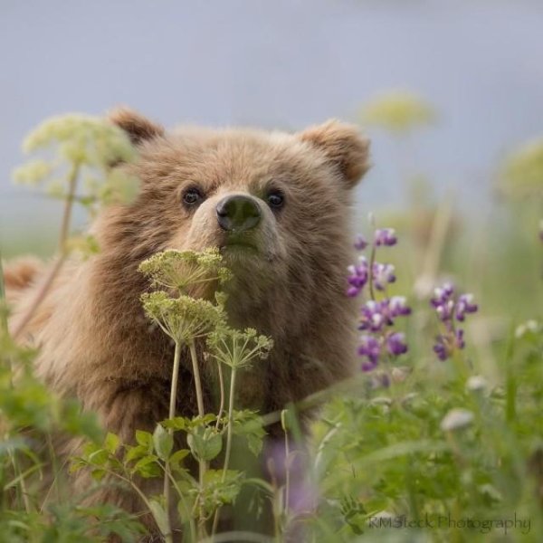 медведь медвежонок