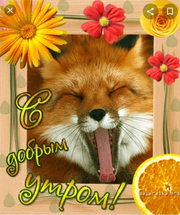 доброе утро лисенок