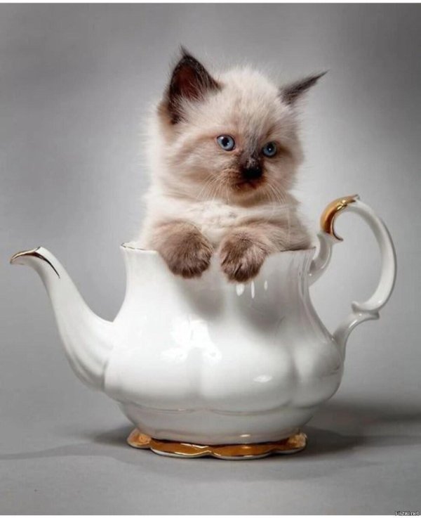 котенок доброе утро