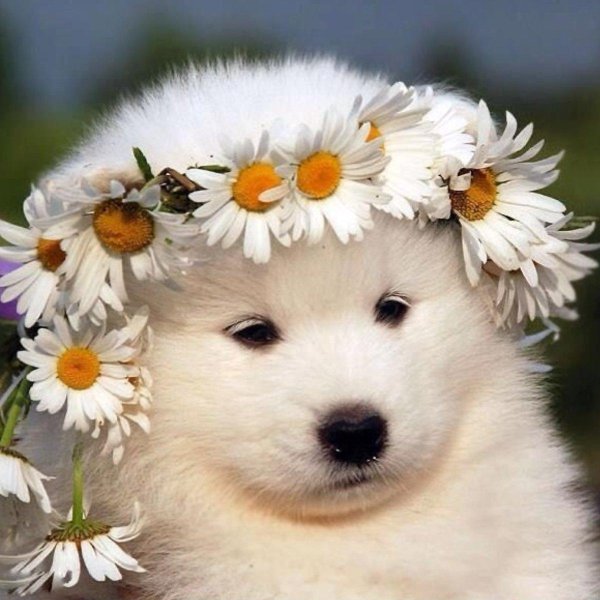 самоедская лайка