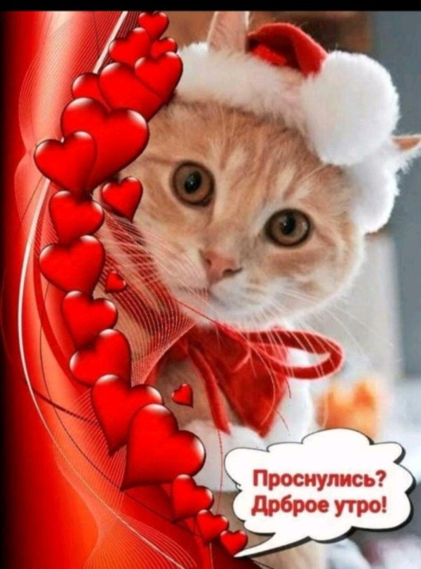 доброго утра котенок