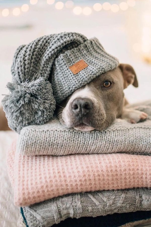 улыбается собака