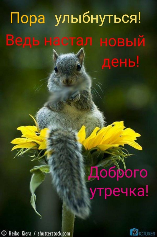 смешные белки