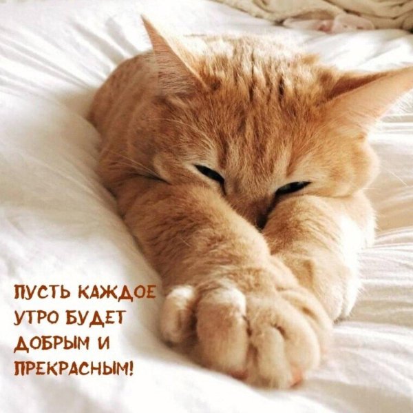 котик проснулся