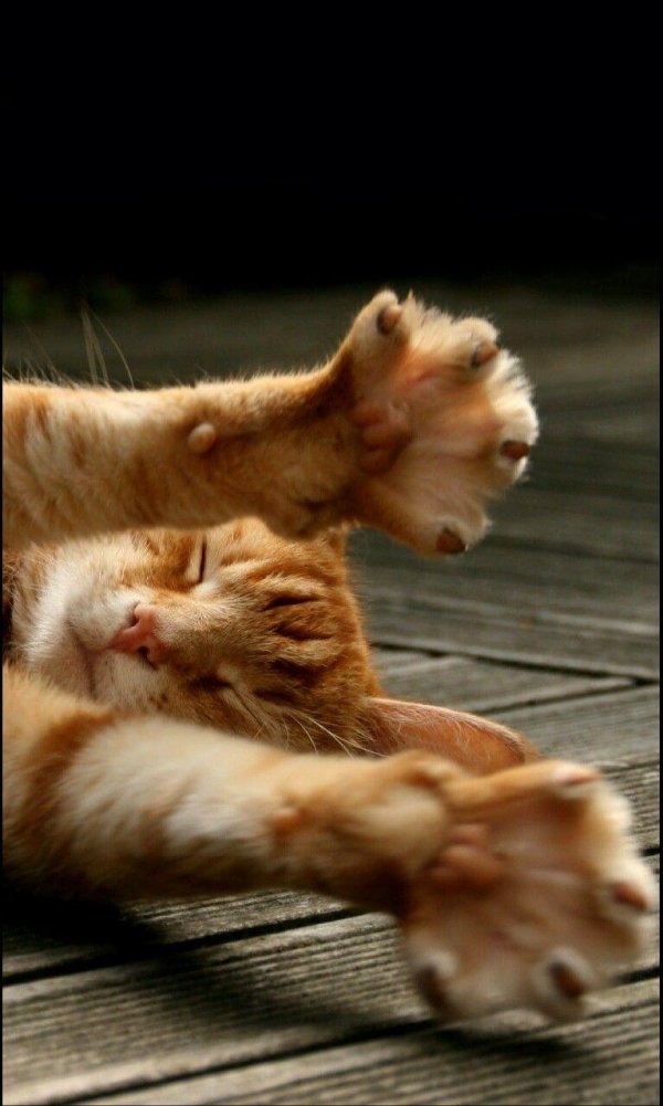 рыжего кота