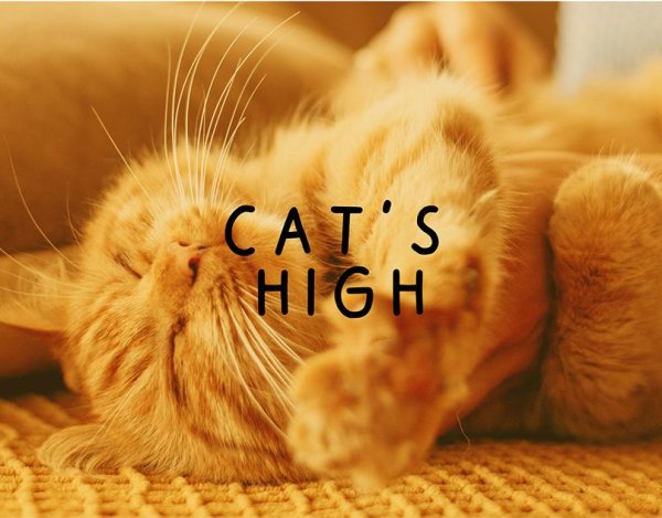 кошачьи потягушки