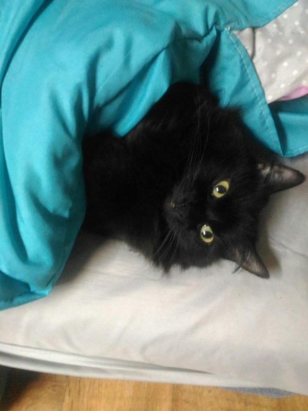 сибирская кошка черная