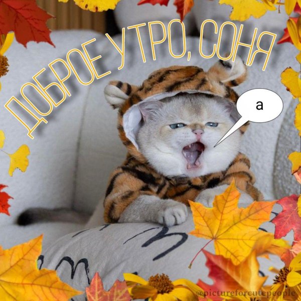 доброе утро сонечка