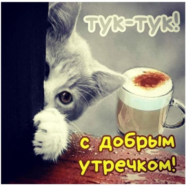 доброго утра котик