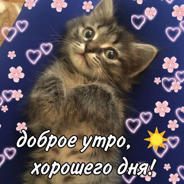 доброго утра котенок