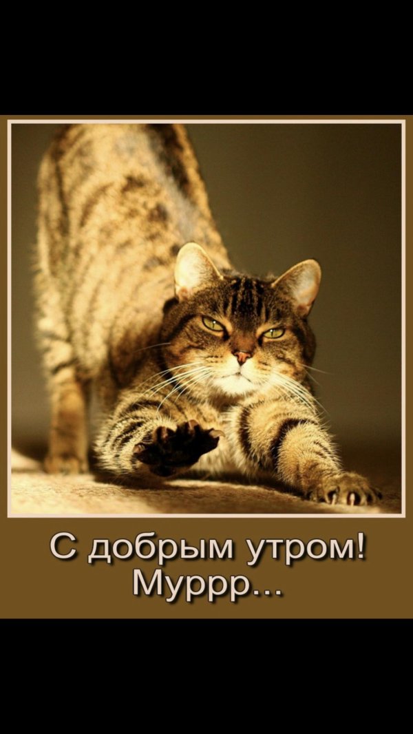 кошка потягивается