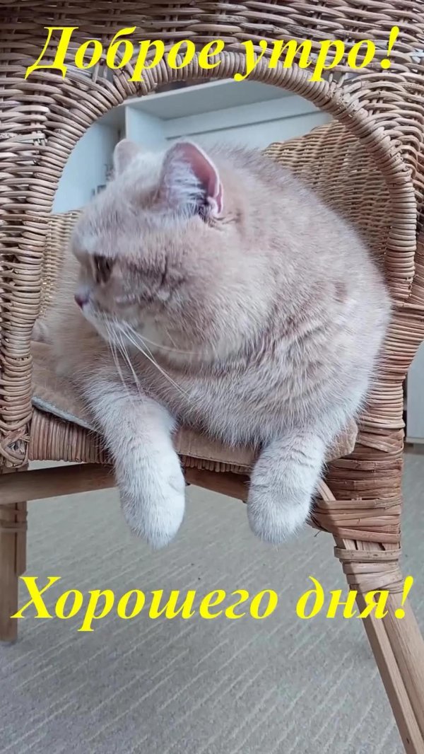 кошечка доброе утро
