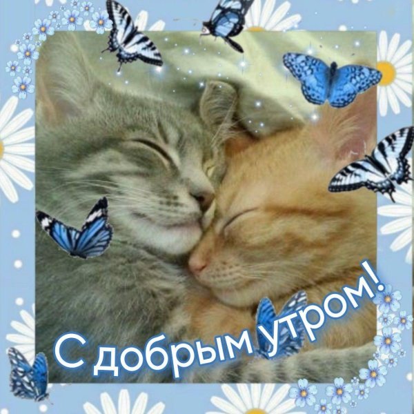 котики обнимаются