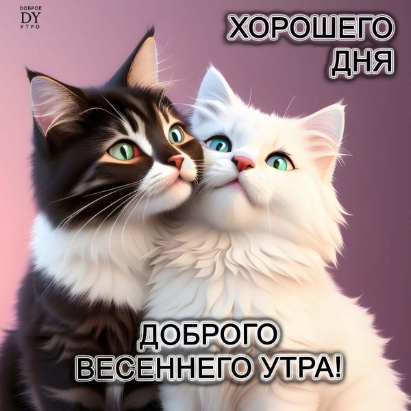 котики целуются