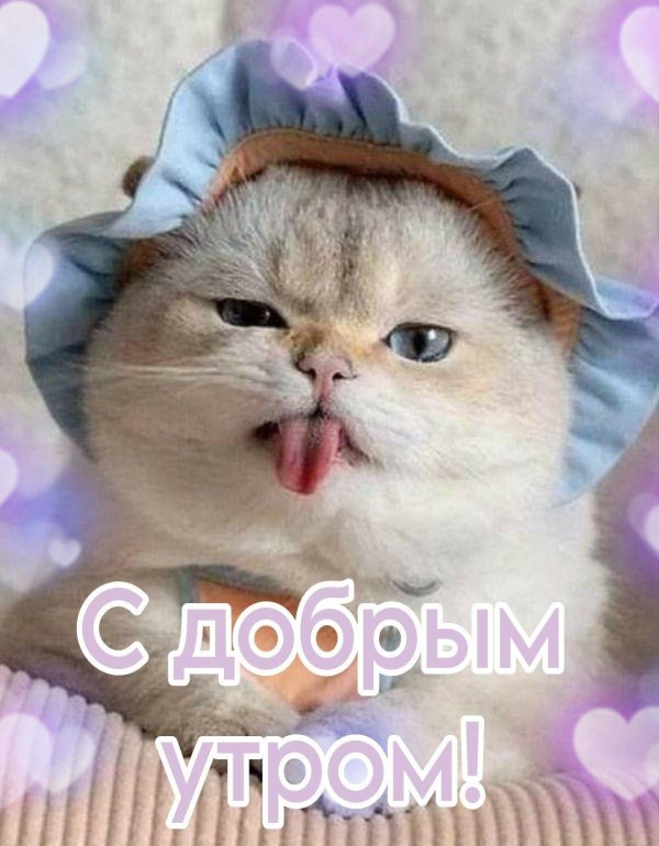 доброго утра котенок