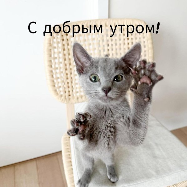 доброе утро кошка
