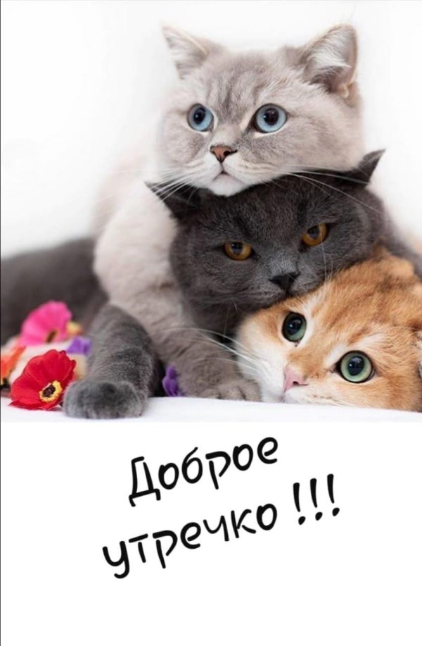 доброго утра с кошками