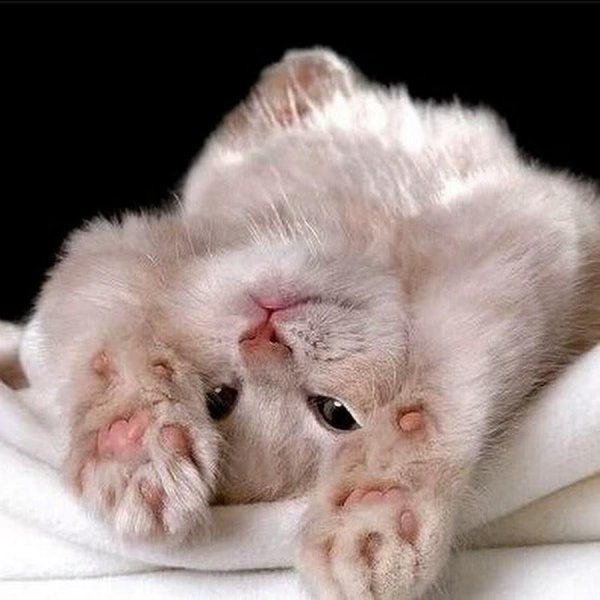 доброго утра котенок