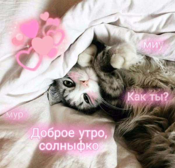 котенок проснулся