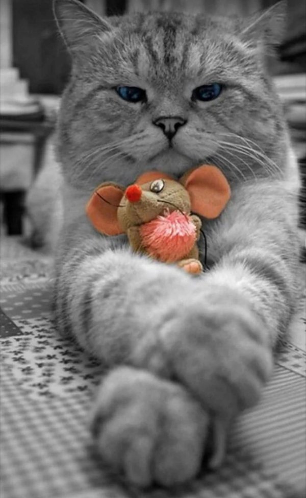 влюбленные котики