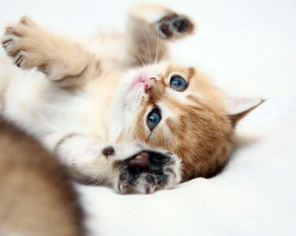 котенок красивый