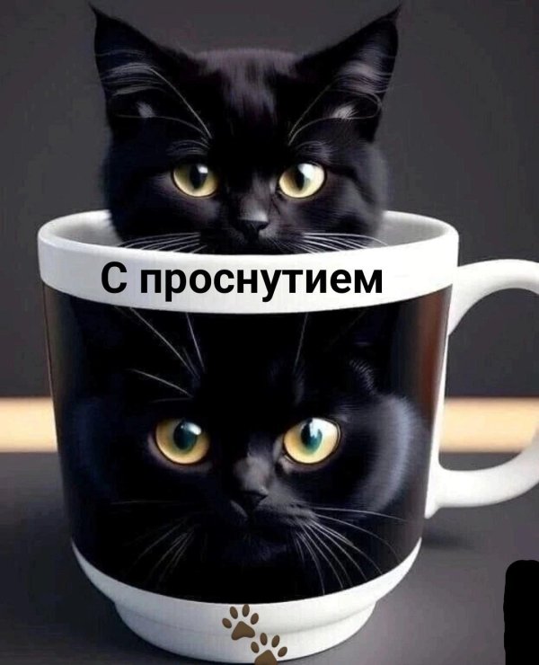 чëрная кошка