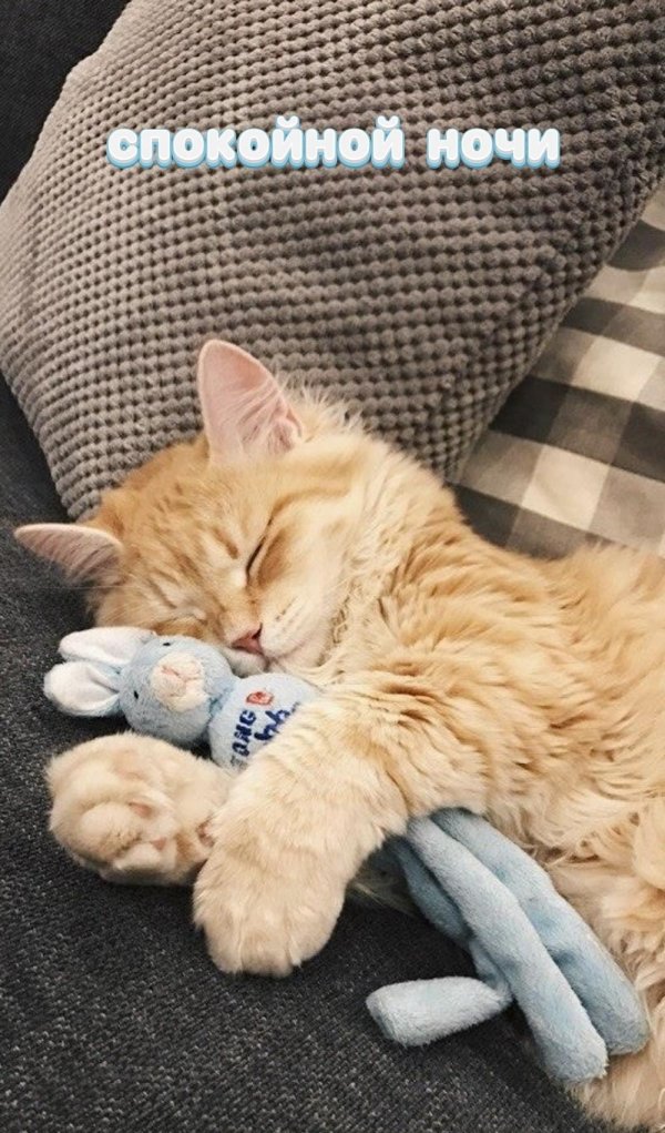 спящий рыжий кот