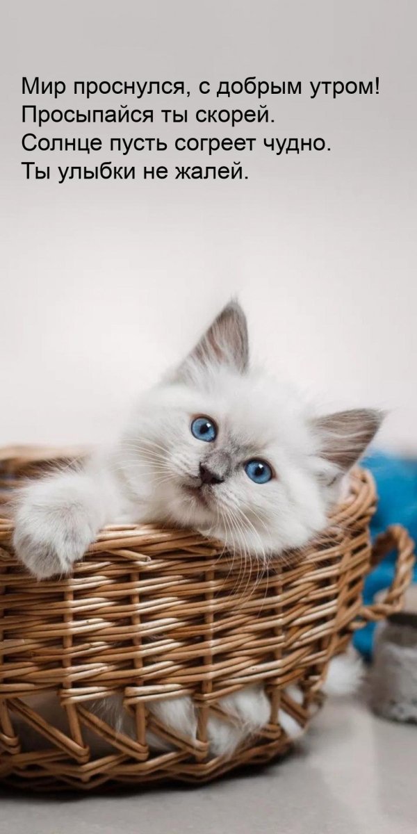 очаровательные котята