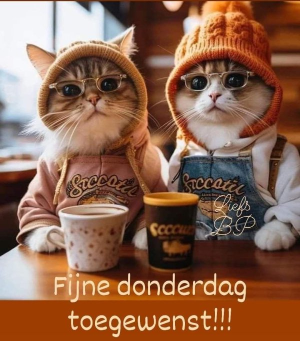 позитивные котики