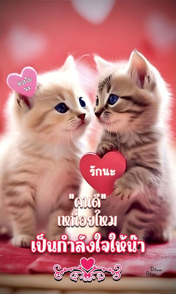 милый котеночек