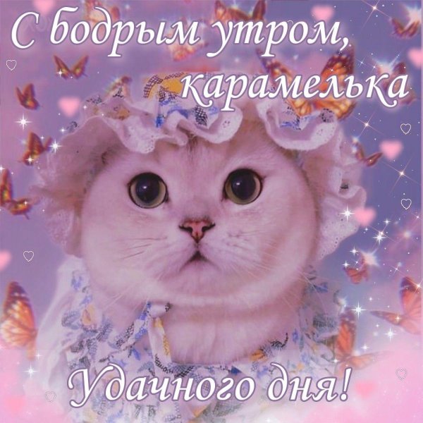 котики милые