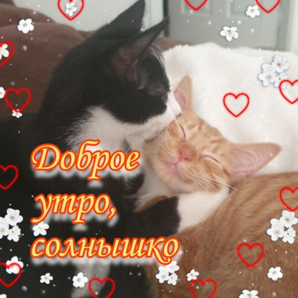 котики любовь
