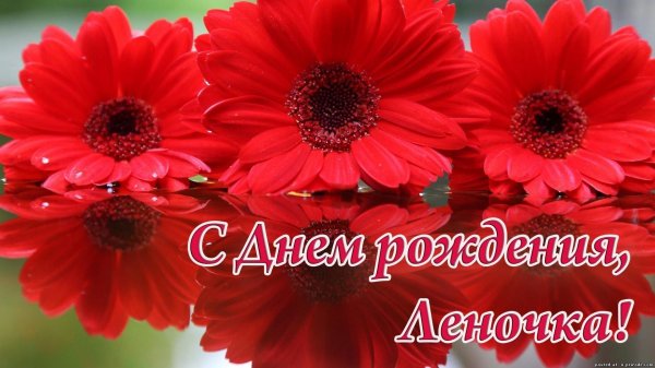 алые герберы