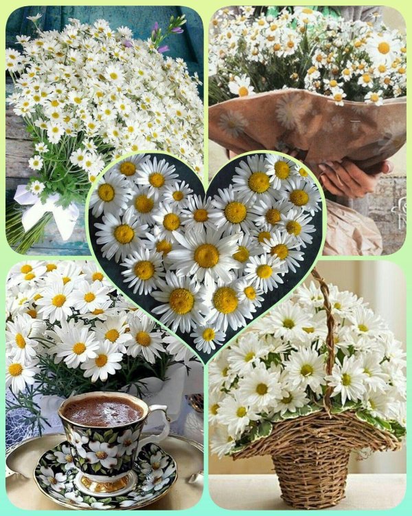 красивые ромашки