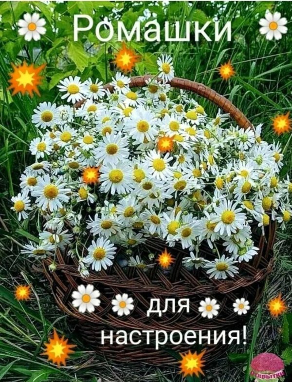 ромашковое счастье