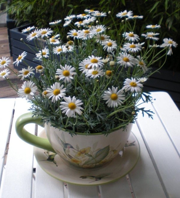 ромашка цветки