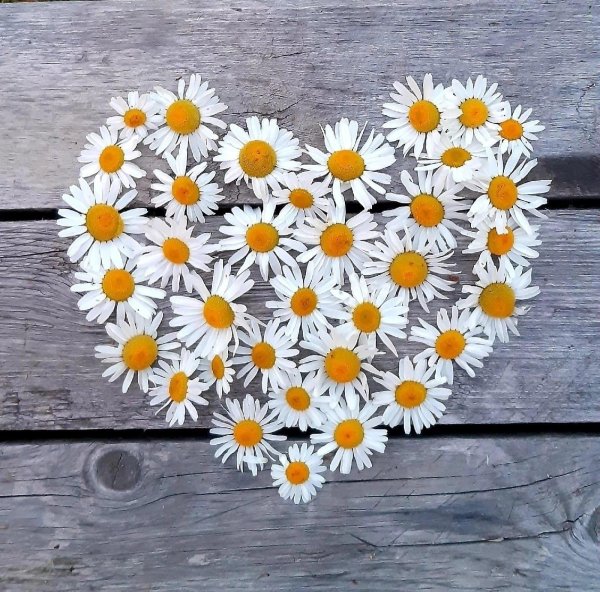 ромашка ко дню семьи любви и верности