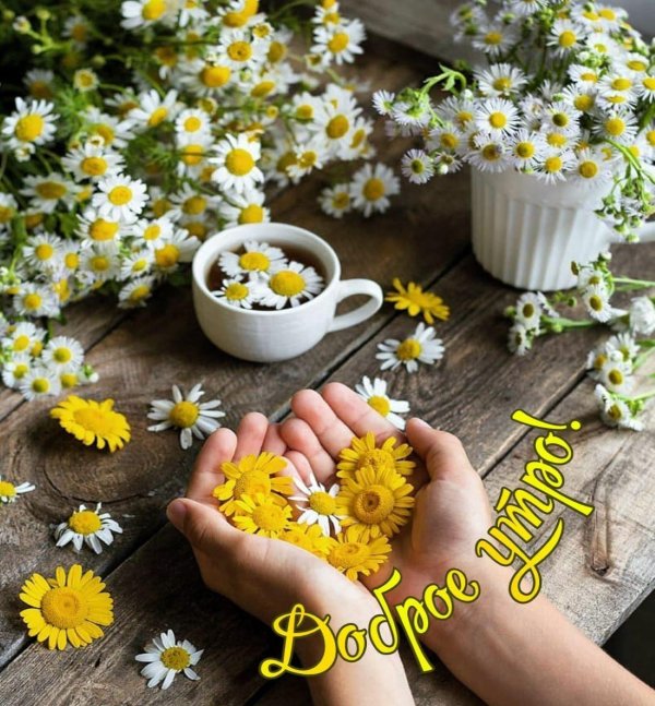 ромашка цветки