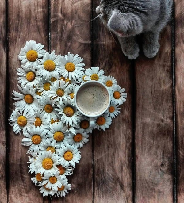 ромашки и кофе