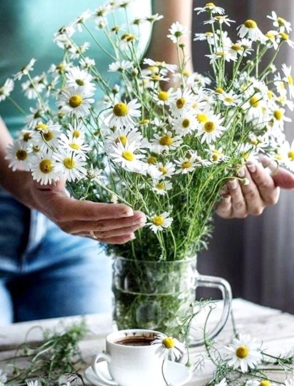 букет ромашек