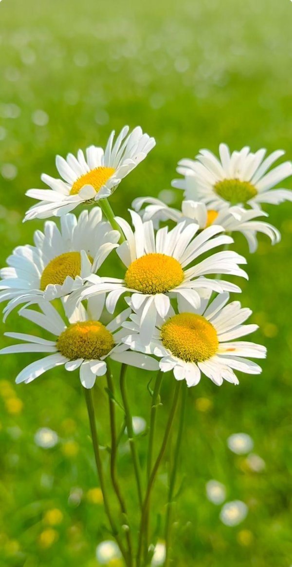 ромашковое поле