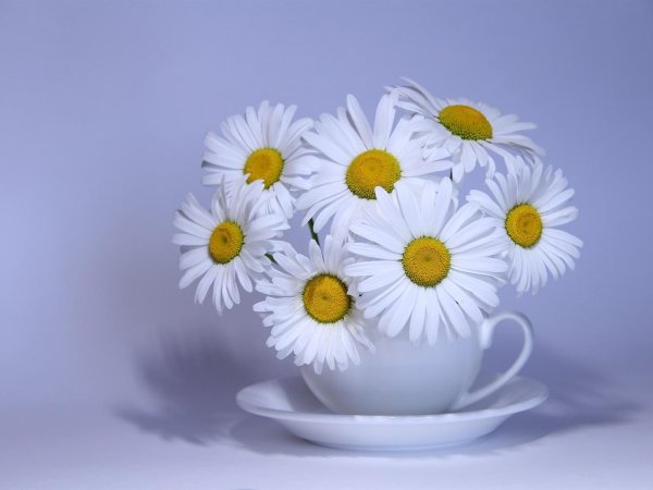 ромашка цветки