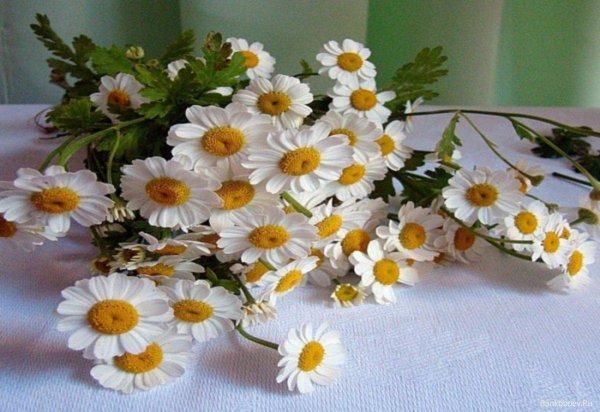 декоративная ромашка