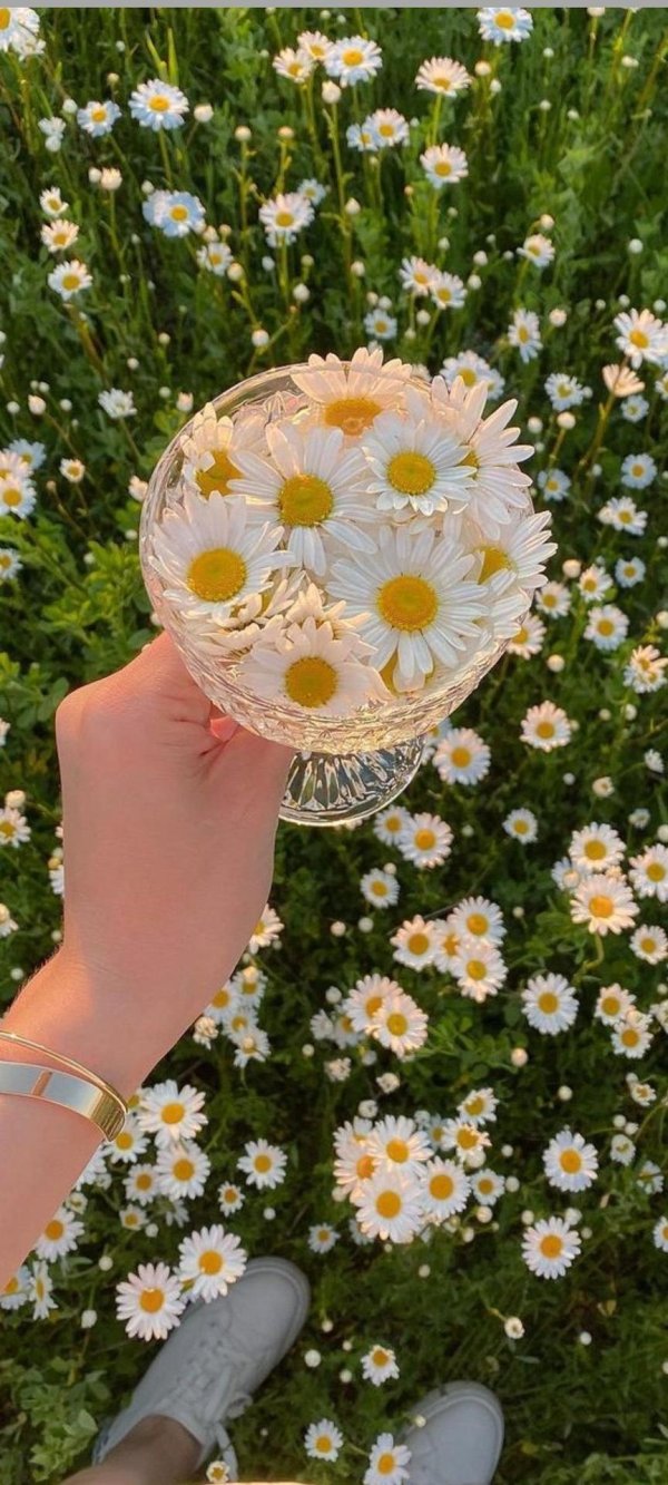 ромашка эстетика