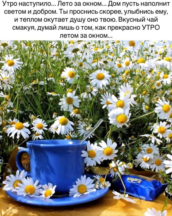 ромашка красивая