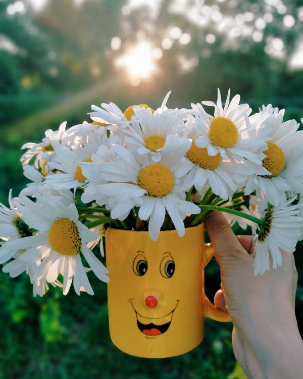 ромашка садовая