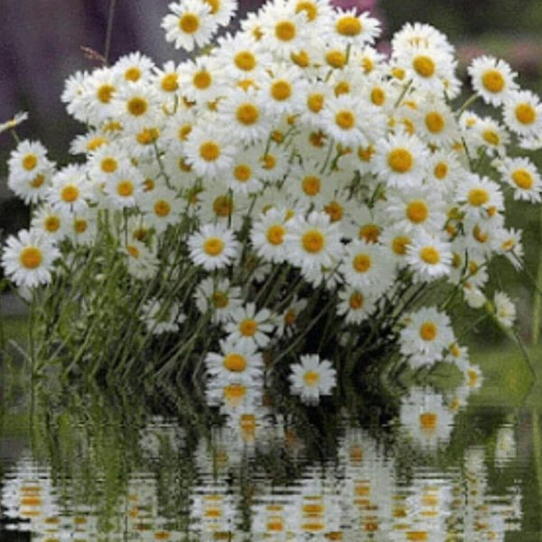 цветок полевой