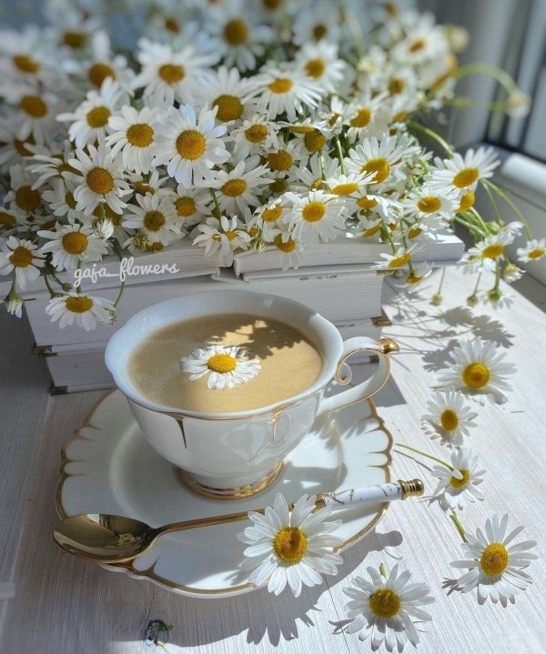 ромашка чай
