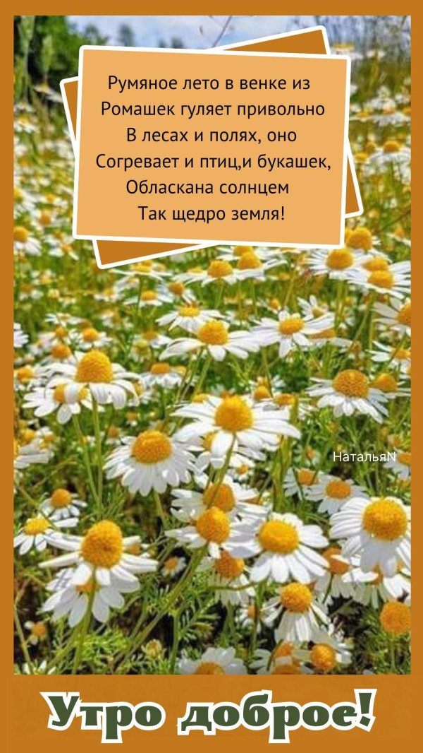 матрикария хамомилла